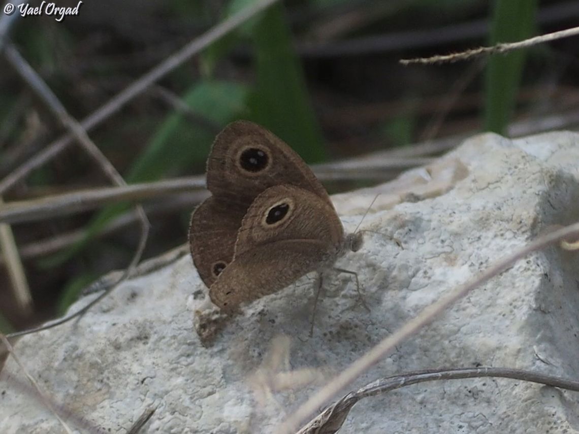 African Ringlet  African ringlet,Fall,Geotagged,Israel,Ypthima asterope