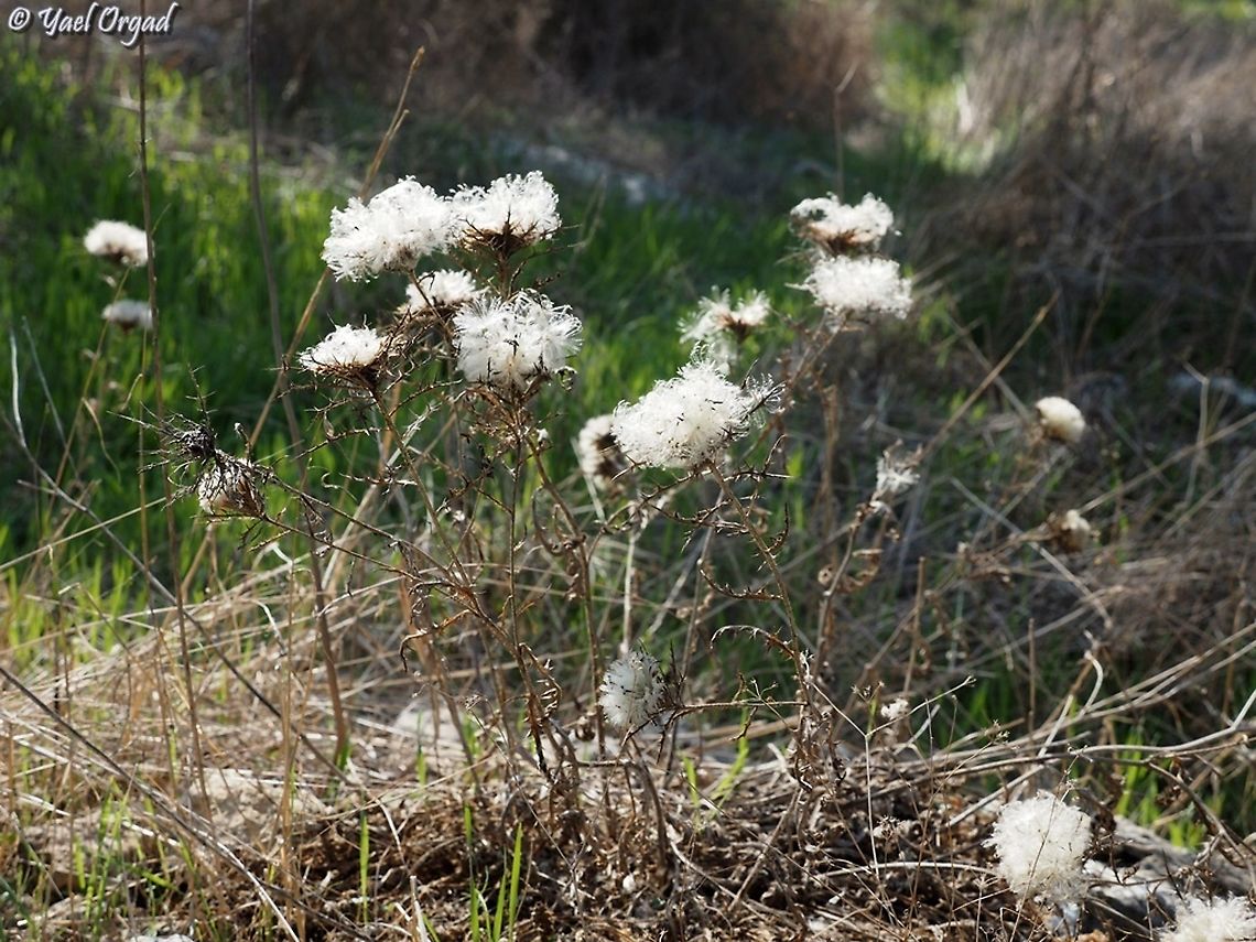 Chamaeleon comosus dispersing seeds  Chamaeleon comosus,Fall,Geotagged,Israel
