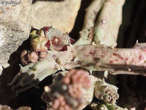Caralluma europaea  Caralluma europaea,European Caralluma,Fall,Geotagged,Israel