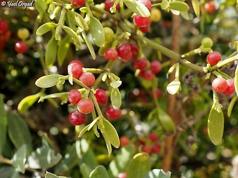 Viscum cruciatum - fruit  Fall,Geotagged,Israel,Red-berry mistletoe,Viscum cruciatum