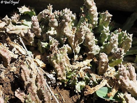 Caralluma europaea  Caralluma europaea,European Caralluma,Fall,Geotagged,Israel