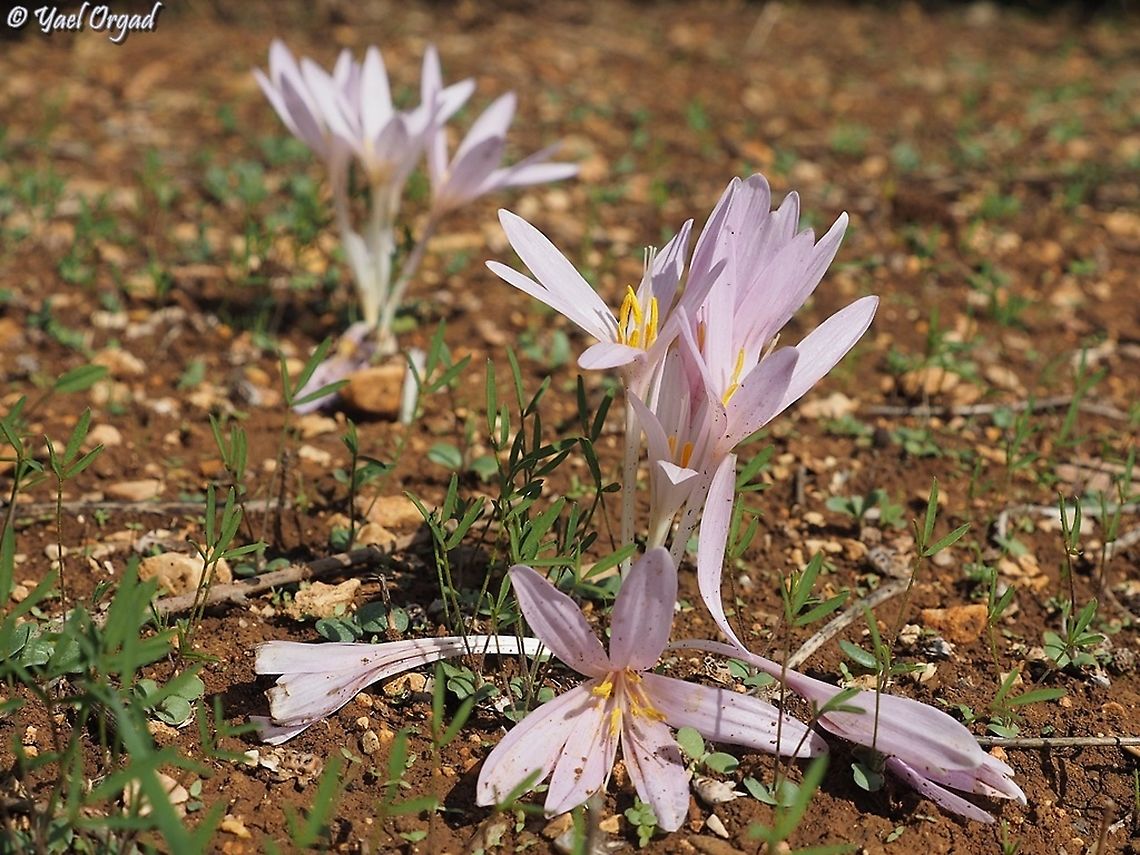 Colchicum hierosolymitanum  Colchicum hierosolymitanum,Fall,Geotagged,Israel