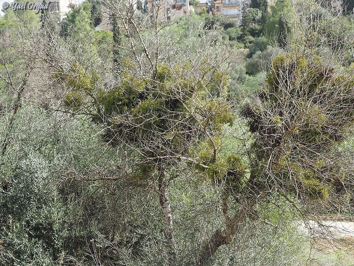 Viscum cruciatum - parasite on olive trees all the vivid green clusters on this tree are Viscum, they are parasitic on the olive tree. in the Valley of the Cross in the center of Jerusalem there are many olive and almond trees that the Viscum infects, and slowly kills. <br />
 Fall,Geotagged,Israel,Red-berry mistletoe,Viscum cruciatum