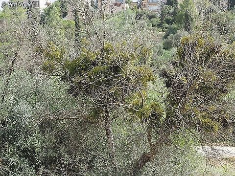 Viscum cruciatum - parasite on olive trees all the vivid green clusters on this tree are Viscum, they are parasitic on the olive tree. in the Valley of the Cross in the center of Jerusalem there are many olive and almond trees that the Viscum infects, and slowly kills. 
 Fall,Geotagged,Israel,Red-berry mistletoe,Viscum cruciatum