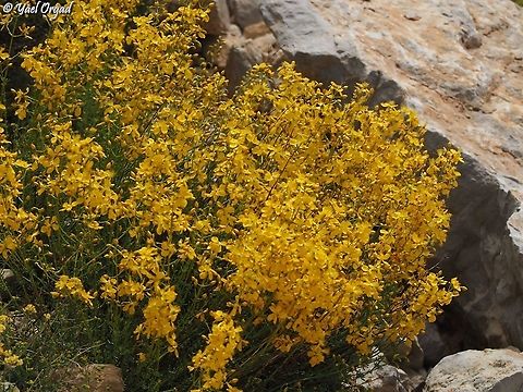 Hypericum libanoticum when it peaks, and everything us yellow - it's incredible! Hypericum libanoticum,Israel,Mount Hermon,Summer