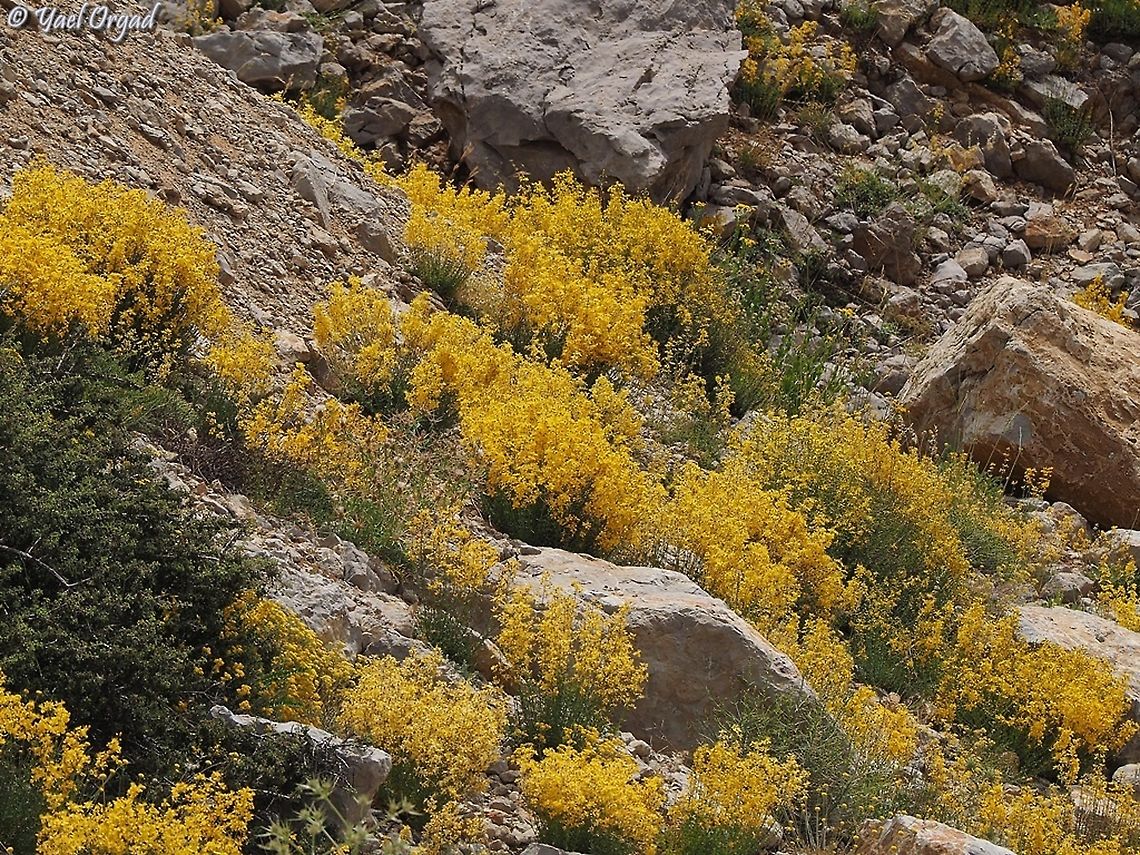 Hypericum libanoticum  Geotagged,Hypericum libanoticum,Israel,Mount Hermon,Summer