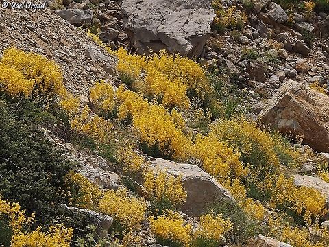 Hypericum libanoticum  Geotagged,Hypericum libanoticum,Israel,Mount Hermon,Summer