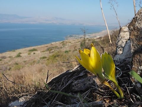 Sternbergia clusiana looking at the Sea of the Galilee  Geotagged,Sternbergia clusiana,The Sea of the Galilee