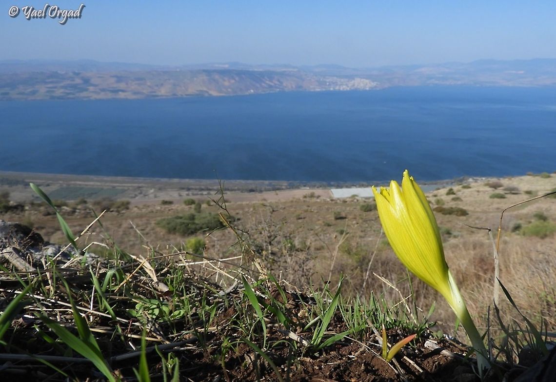Sternbergia clusiana looking at the Sea of the Galilee  Fall,Geotagged,Sternbergia clusiana,The Sea of the Galilee