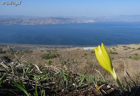 Sternbergia clusiana looking at the Sea of the Galilee  Fall,Geotagged,Sternbergia clusiana,The Sea of the Galilee