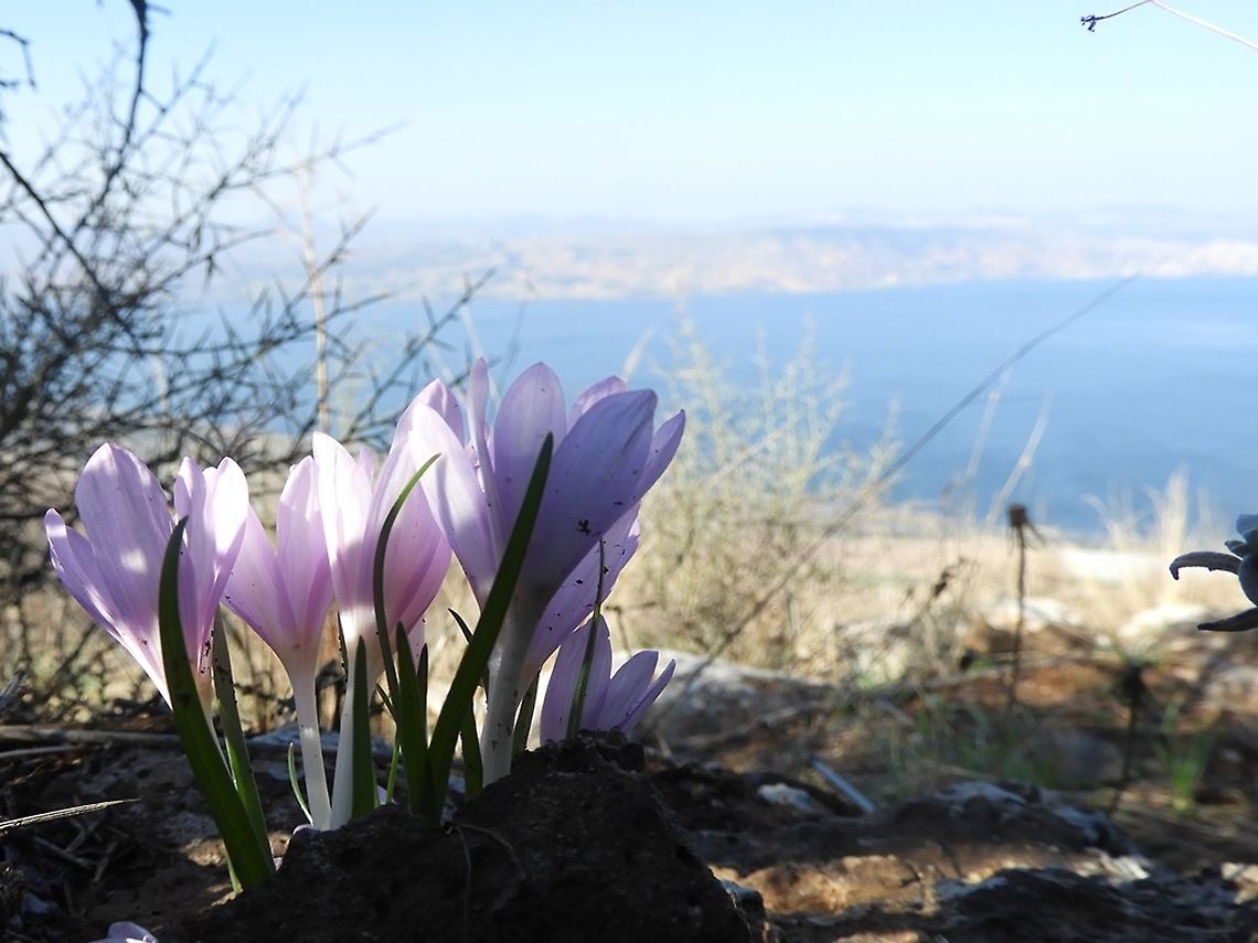 Colchicum stevenii Looking at Lake Kinneret  Colchicum  stevenii,Fall,Geotagged,Steven's meadow saffron,The Sea of the Galilee