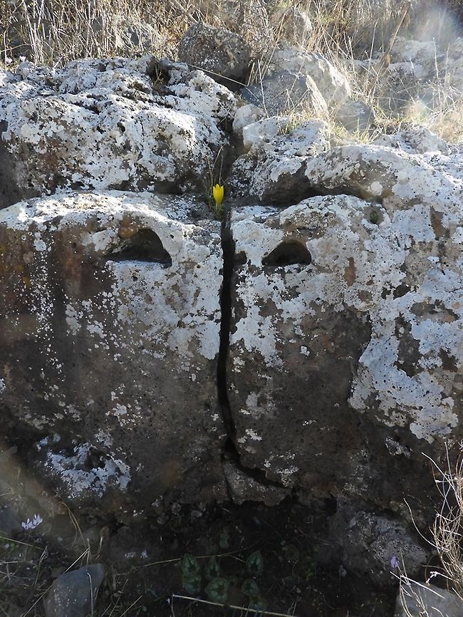 Mr. Sternberg, I presume? When I looked at this rock - all I saw is a person&#039;s face, with the Sternbergia on his forhead. I named him Mr. Sternbeg...  Fall,Geotagged,Sternbergia clusiana
