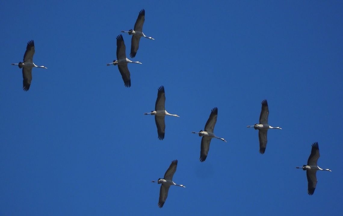 Cranes migrating southward going to spend the winter in Africa. tens of thousands of crane pass through Israel twice a year, to spend the winters in Africa and return to summer in Europe and Northern Asia. Common Crane,Fall,Geotagged,Grus grus