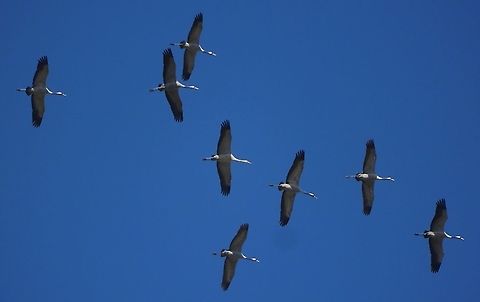 Cranes migrating southward going to spend the winter in Africa. tens of thousands of crane pass through Israel twice a year, to spend the winters in Africa and return to summer in Europe and Northern Asia. Common Crane,Fall,Geotagged,Grus grus