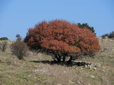 Pistacia atlantica in fall colors very few trees in the Mediterranean region have pretty fall colors. the Pistacia atlantica is one of the few that in certain areas - like the Golan Heights - becomes wonderfully red.  Fall,Geotagged,Israel,Persian turpentine tree,Pistacia atlantica,fall colors