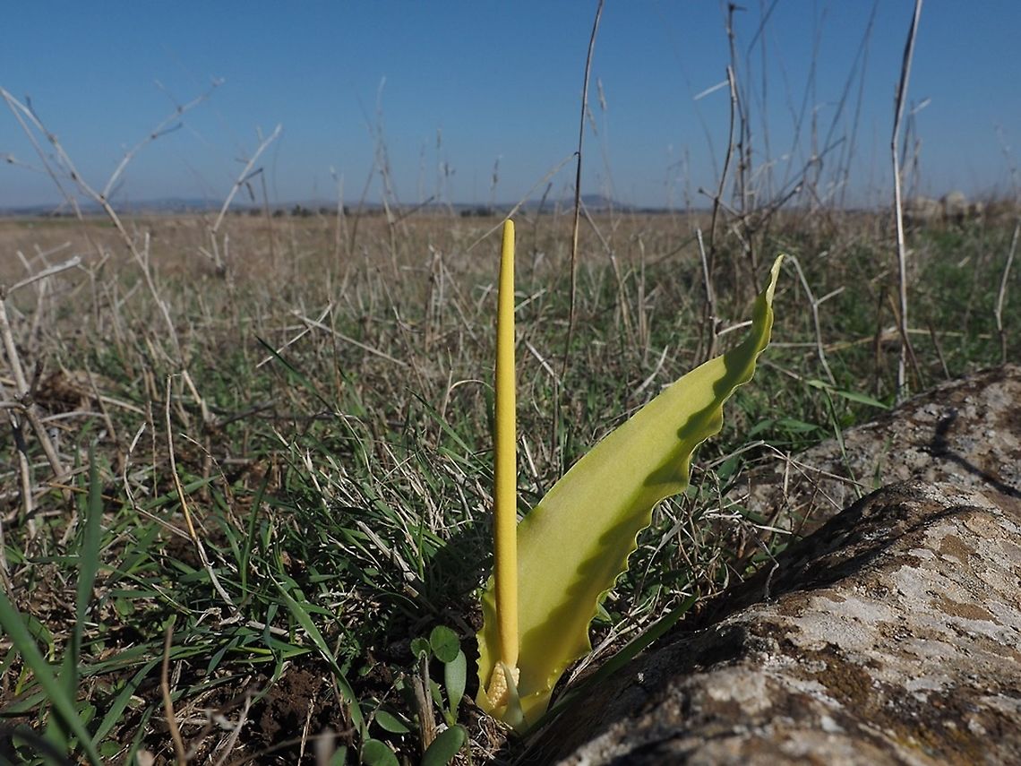 Biarum auraniticum one of the most colorful species in the Arum family - it has yellows to dark burgundy colors. Biarum auraniticum,Fall,Geotagged,Israel