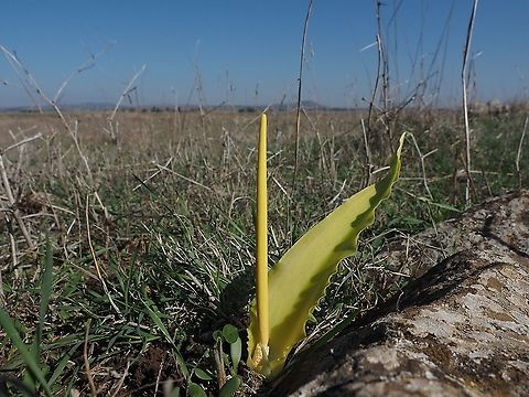 Biarum auraniticum one of the most colorful species in the Arum family - it has yellows to dark burgundy colors. Biarum auraniticum,Fall,Geotagged,Israel