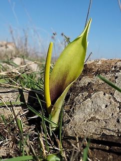 Biarum auraniticum Extremely rare and endangered plant - known from a small area in the Golan Heights in Israel and the Bashan in Syria  Biarum auraniticum,Endangered,Fall,Geotagged,Israel,Rare species