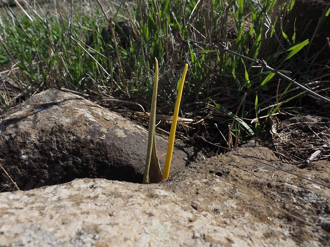 Pickaboo! Biarum auraniticum hiding between the rocks Biarum auraniticum,Fall,Golan Heights,Israel