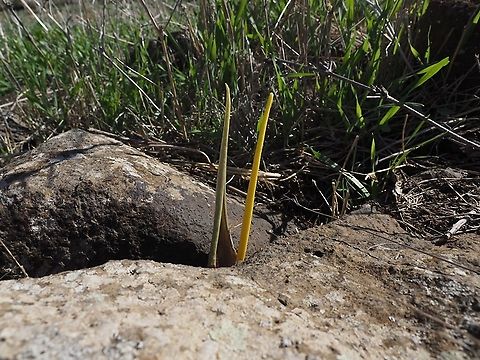 Pickaboo! Biarum auraniticum hiding between the rocks Biarum auraniticum,Fall,Golan Heights,Israel