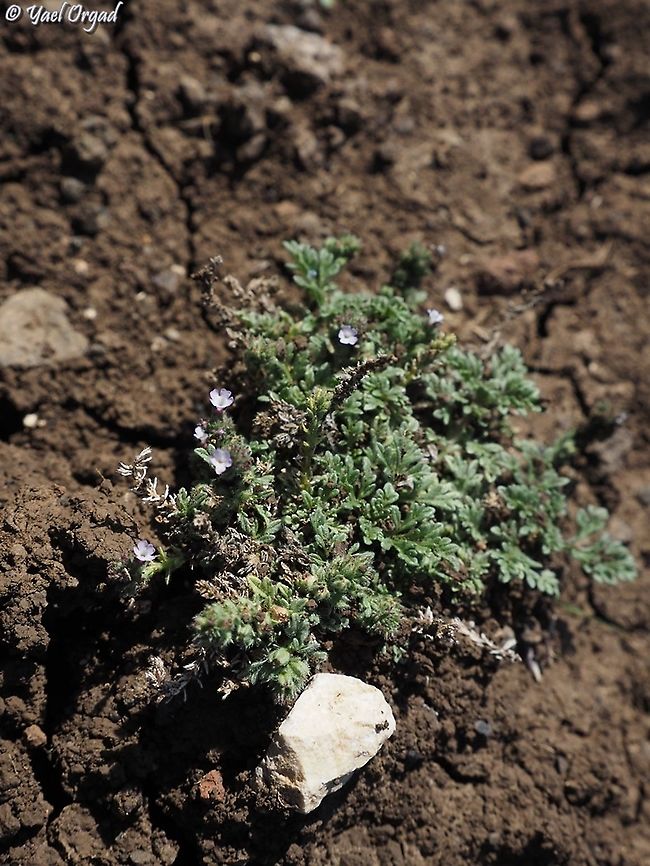 Verbena supina  Fall,Geotagged,Procumbent Vervain,Verbena supina
