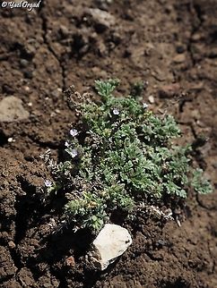 Verbena supina  Fall,Geotagged,Procumbent Vervain,Verbena supina