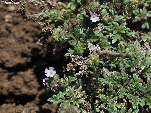 Verbena supina tiny plant that grows in heavy soils, in areas that are flooded in the winter and dry out in the summer. Fall,Israel,Procumbent Vervain,Verbena supina