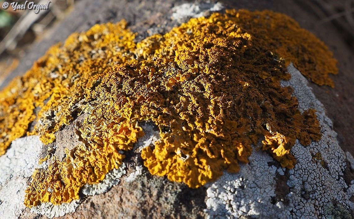Xanthoria aureola  Fall,Geotagged,Israel,Xanthoria aureola