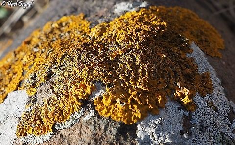 Xanthoria aureola  Fall,Geotagged,Israel,Xanthoria aureola