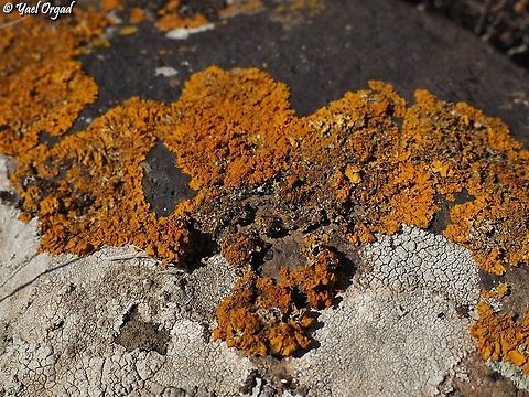 Xanthoria aureola  Fall,Geotagged,Xanthoria aureola