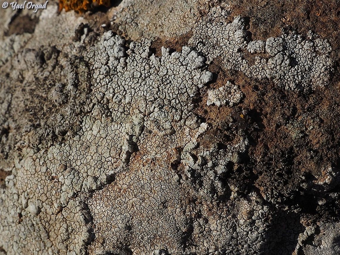 Parmelina tiliacea <a href="http://www.lichensmaritimes.org/index.php?task=fiche&amp;lichen=324&amp;lang=en" rel="nofollow">http://www.lichensmaritimes.org/index.php?task=fiche&amp;lichen=324&amp;lang=en</a> Bulbothrix meizospora,Israel,Parmelina tiliacea