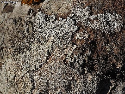 Parmelina tiliacea http://www.lichensmaritimes.org/index.php?task=fiche&lichen=324&lang=en Bulbothrix meizospora,Israel,Parmelina tiliacea