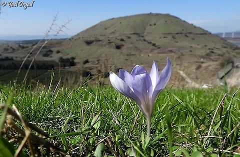 Crocus cancellatus looking at Mount Bental  Crocus cancellatus,Fall,Geotagged