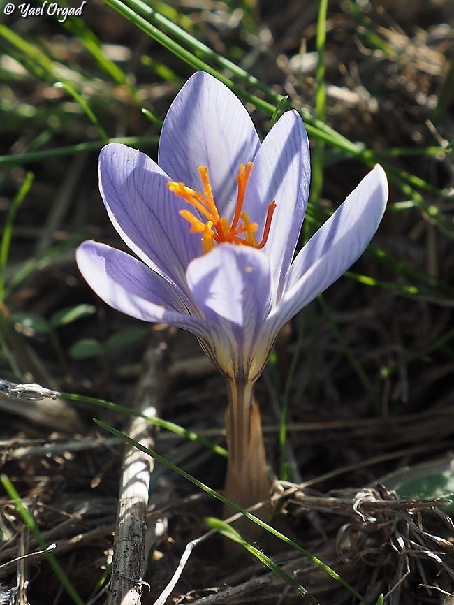 Crocus cancellatus  Crocus cancellatus,Fall,Geotagged
