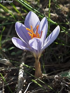 Crocus cancellatus  Crocus cancellatus,Fall,Geotagged