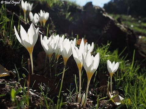 Crocus ochroleucus Thousand of Crocuses now blooming in Odem Forest in the Golan Heights Crocus ochroleucus,Fall,Geotagged