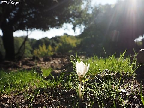 Crocus aleppicus  Crocus aleppicus,Fall,Geotagged