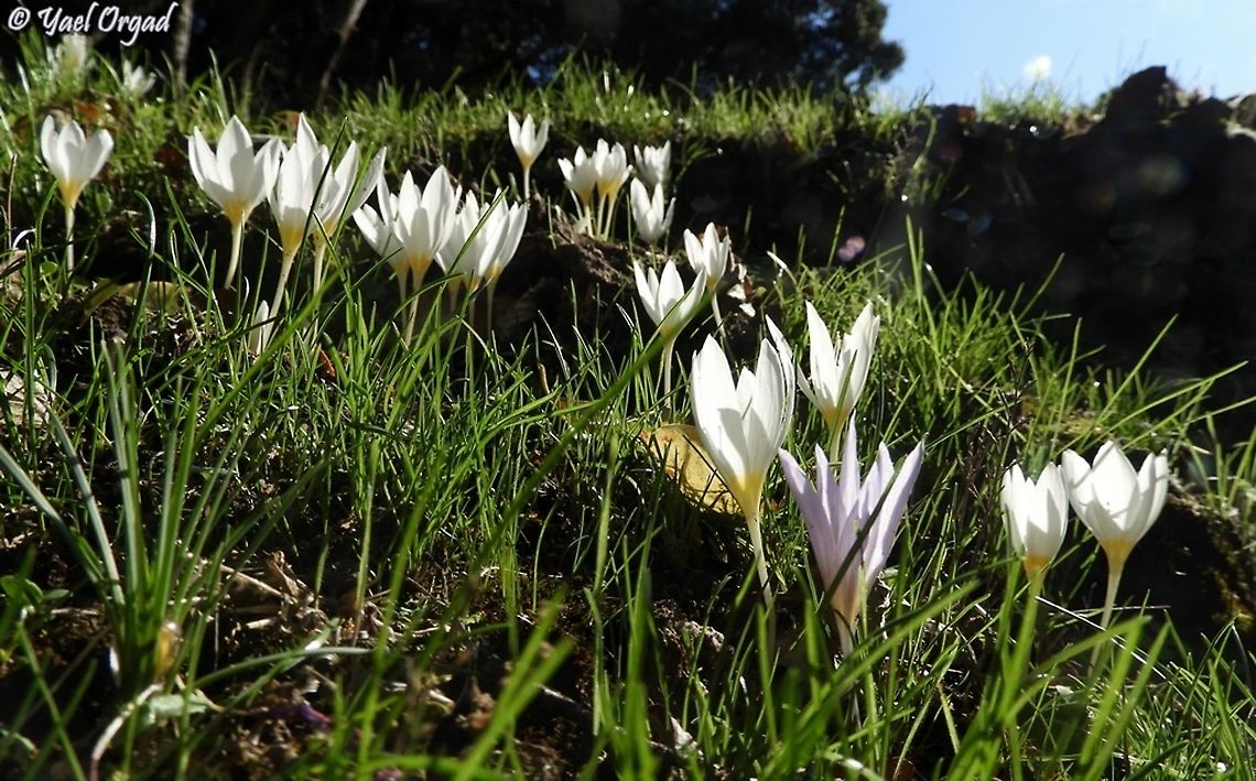 Crocus ochroleucus can you spot the one Crocus pallasii amidst all the Crocus ochroleucus ? <br />
;-) Crocus ochroleucus,Israel