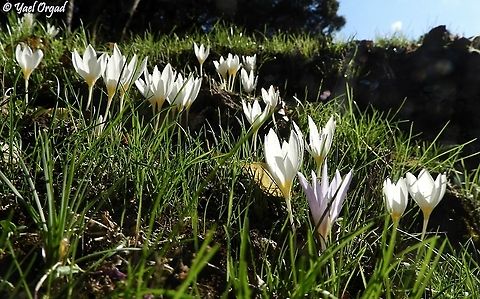 Crocus ochroleucus can you spot the one Crocus pallasii amidst all the Crocus ochroleucus ? 
;-) Crocus ochroleucus,Israel