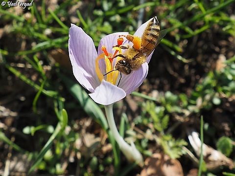 honey bee on Crocus pallasii  Apis mellifera,Western honey bee