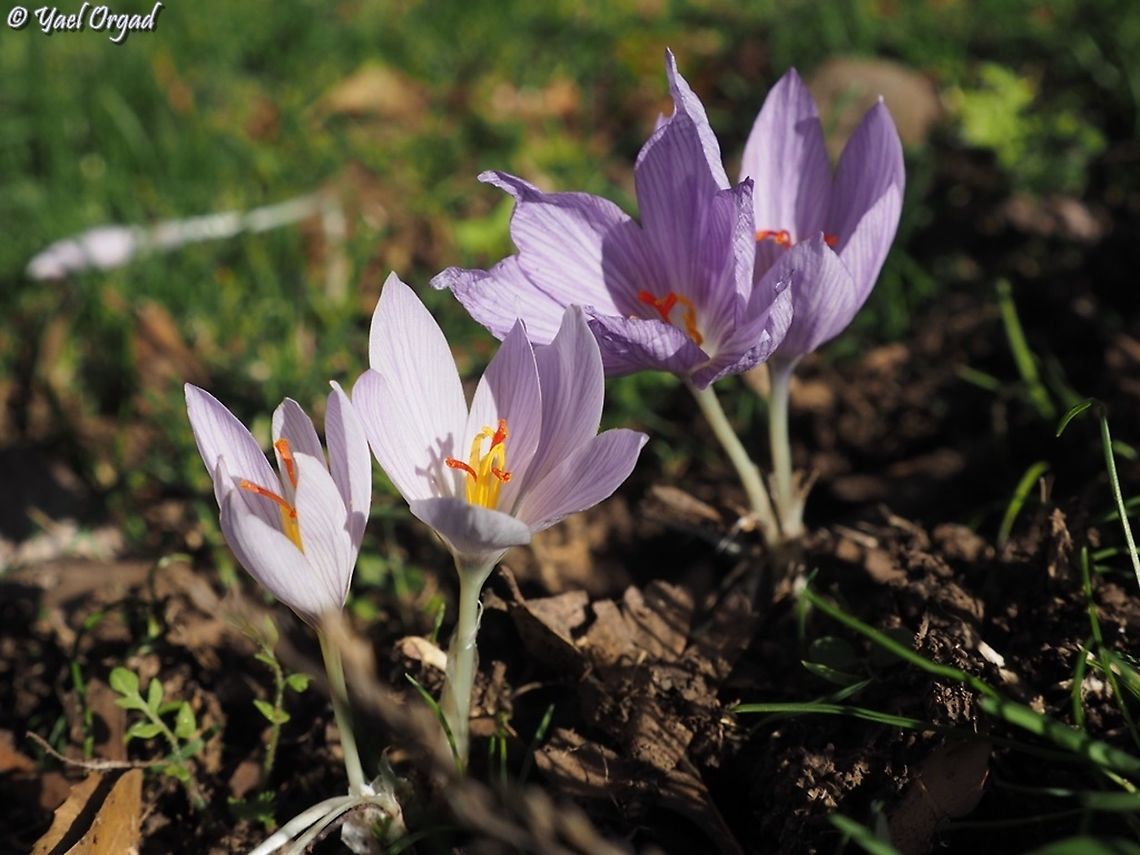 Crocus pallasii  Crocus pallasii,Fall,Geotagged