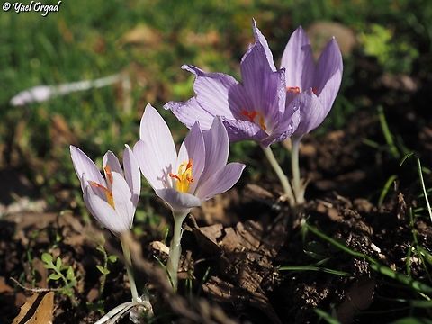 Crocus pallasii  Crocus pallasii,Fall,Geotagged