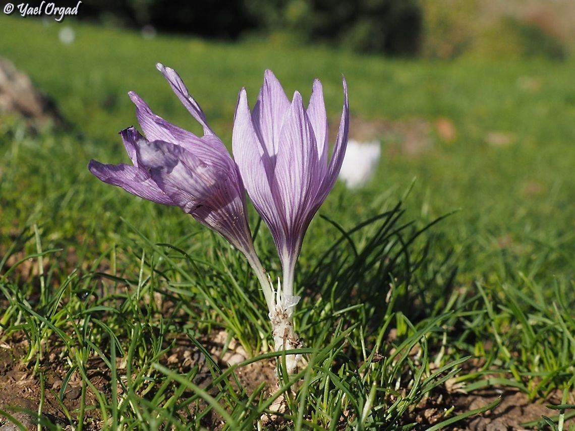 Crocus pallasii  Crocus pallasii,Fall,Geotagged