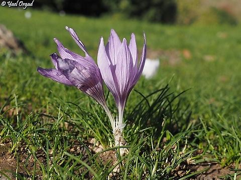 Crocus pallasii  Crocus pallasii,Fall,Geotagged