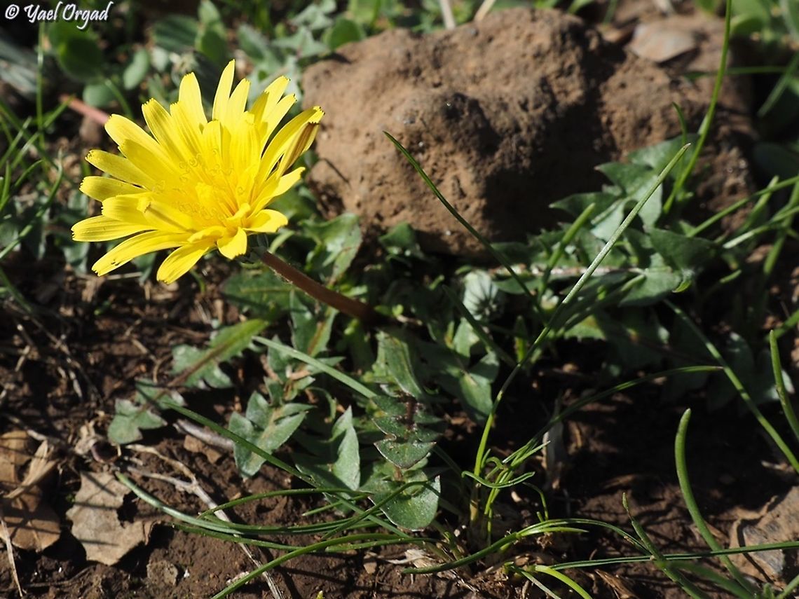 Taraxacum cyprium  Israel,Taraxacum cyprium,fall