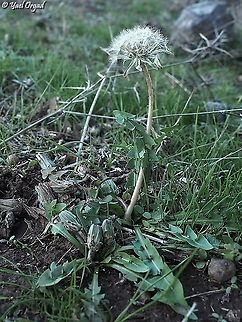 Taraxacum cyprium - fruit  Fall,Geotagged,Taraxacum cyprium