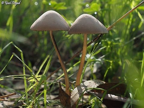 Panaeolus papilionaceus (?) I'm not 100% sure of the ID - but I like the picture :-)  Fall,Geotagged,Israel,Panaeolus papilionaceus,Petticoat Mottlegill