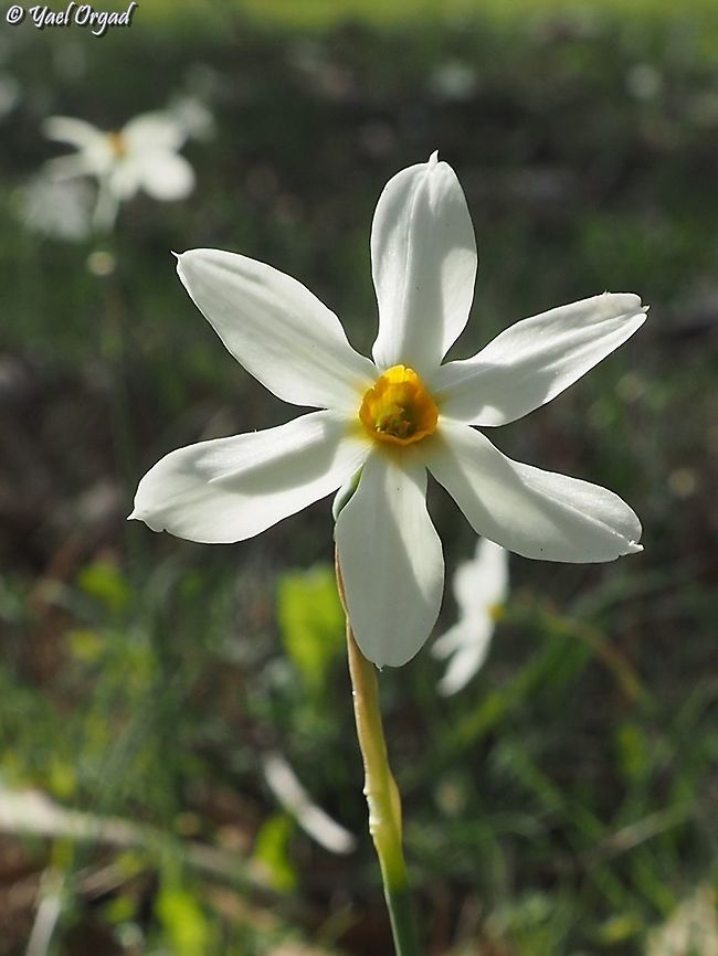 Narcissus obsoletus smaller and lesser known Daffodil.  Fall,Geotagged,Israel,Narcissus obsoletus