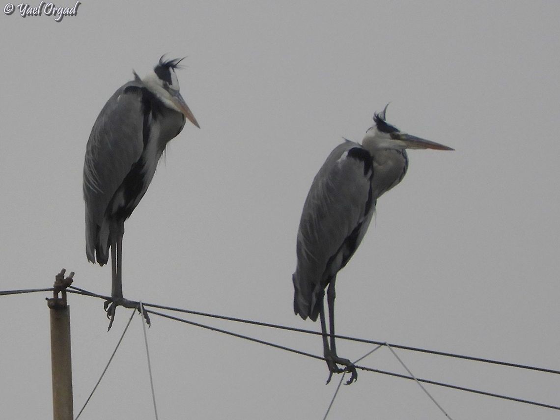 Grey Heron in a grey day... Ardea cinerea Ardea cinerea,Fall,Geotagged,Grey heron,Israel