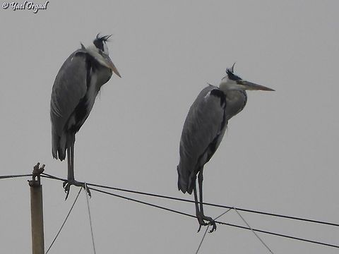 Grey Heron in a grey day... Ardea cinerea Ardea cinerea,Fall,Geotagged,Grey heron,Israel